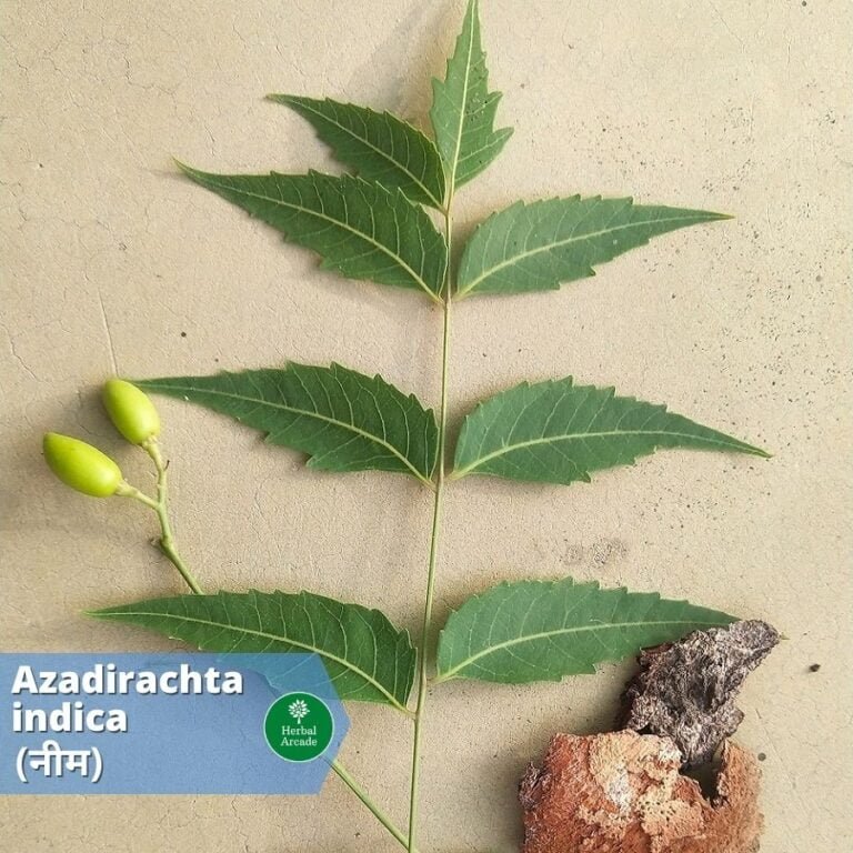 benefits of neem Herbal Arcade