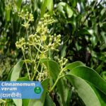 Cinnamon (Cinnamomum Verum) (दालचीनी) | Introduction | Medicinal Benefits | Usage