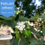 पारिजात (Parijat): हर दर्द हो जायेगा गायब (Benefits and Usage)