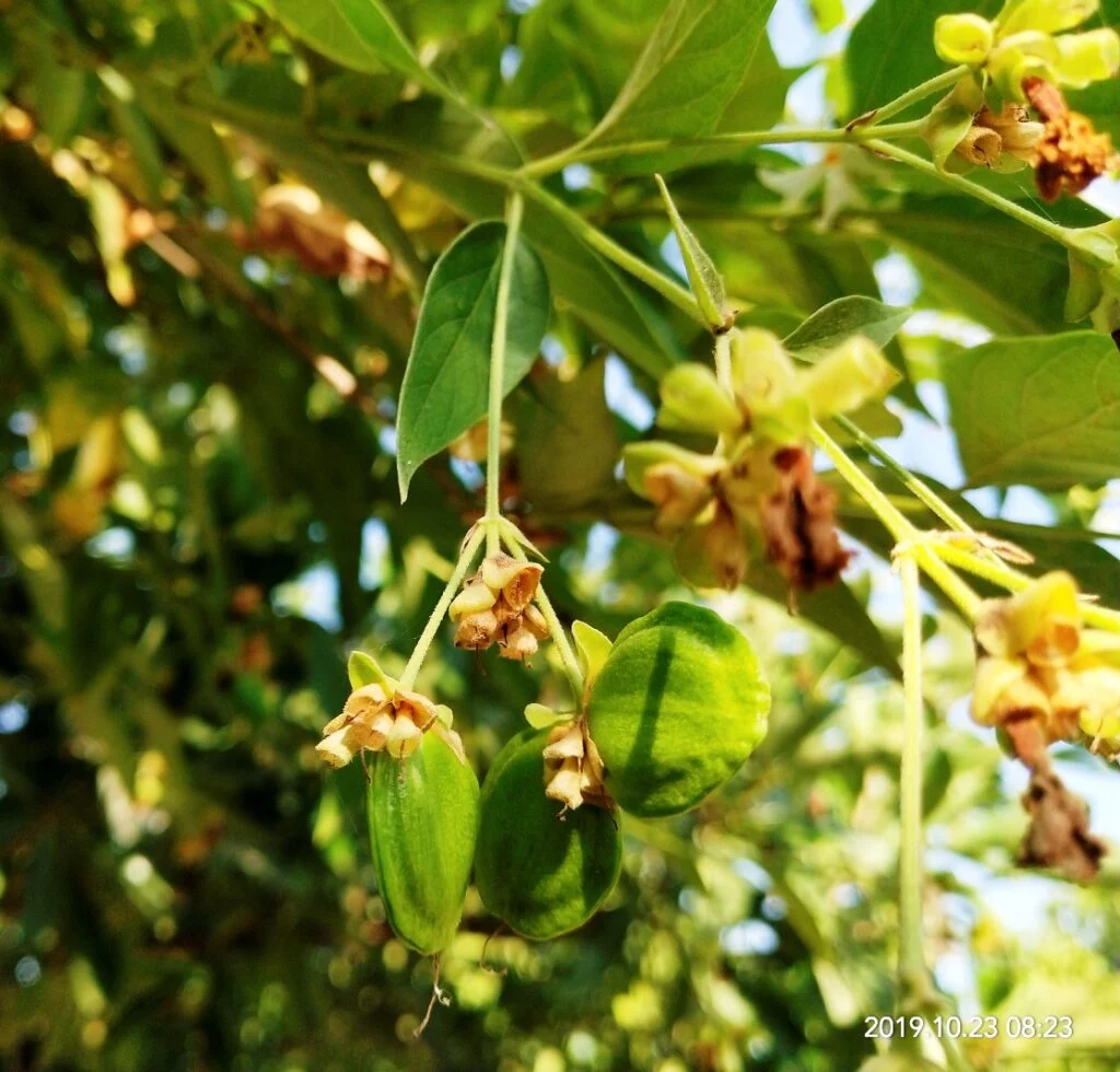 Herbal_Arcade_parijat_harshringar