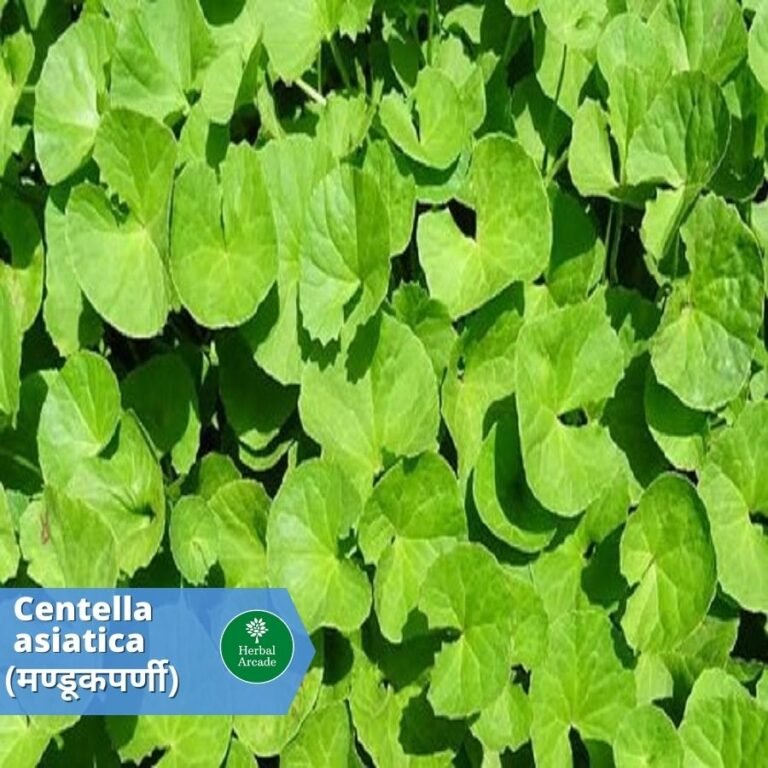 benefits of brahmi Herbal Arcade