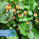 12 Benefits of Akarkara (Anacyclus Pyrethrum)