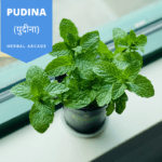 7 Wonderful Benefits of Pudina (Mentha Spicata) (पुदीना) | Introduction | Medicinal Benefits | Usage