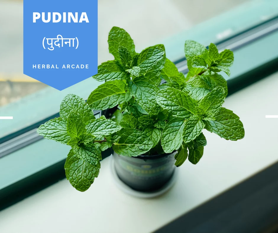 Pudina (Mentha Spicata) (पुदीना) | Health Benefits | Herbal Arcade