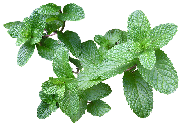  Pudina (Mentha Spicata) (पुदीना) | Health Benefits | Herbal Arcade