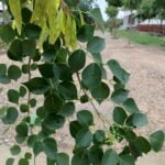 Sheesham (Dalbergia sissoo) (शीशम) | Introduction | Medicinal Benefits | Usage