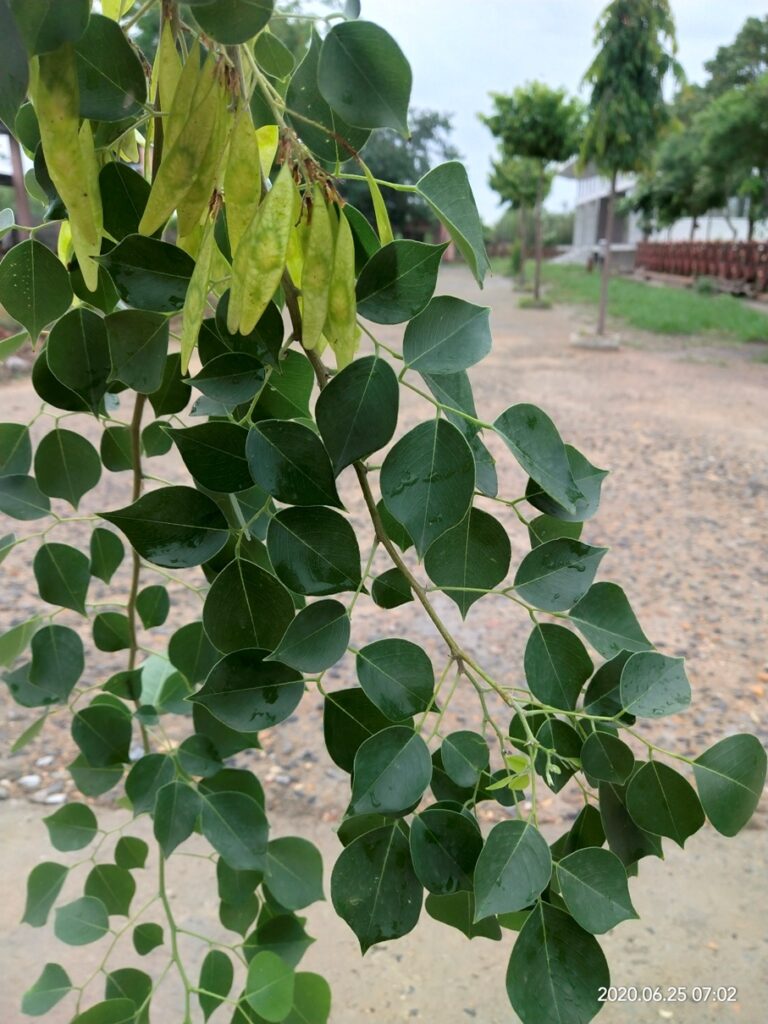 Sheesham Leaves Herbal Arcade