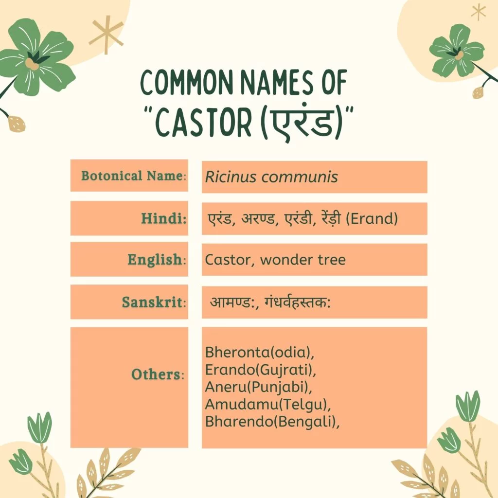 Common Names of Eranda (Castor oil plant)Herbal-Arcade Common Names of Eranda (Castor oil plant)Herbal-Arcade