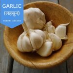 Garlic (Allium sativum)(लहसुन) | Introduction |Common Names | Benefits | usages | Gallery