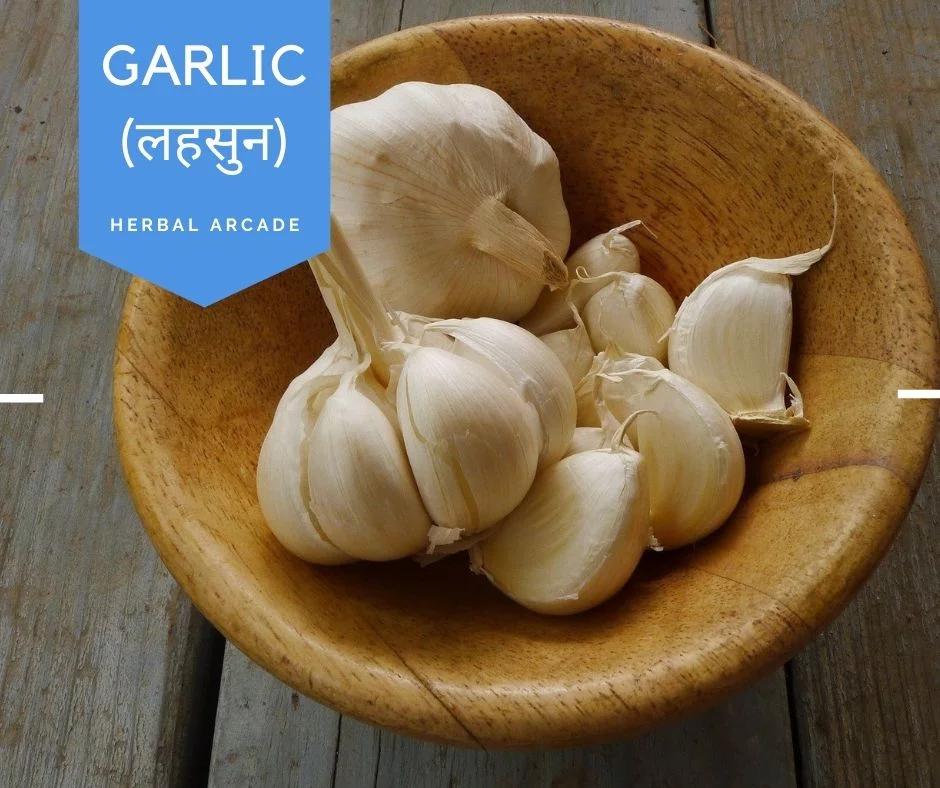 garlic Benefits Herbal Arcade