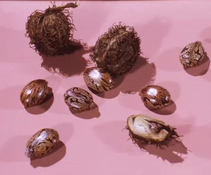 Castor-Seeds-HerbalArcade