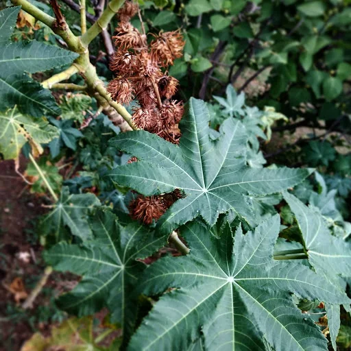 Castor-plant-HerbalArcade