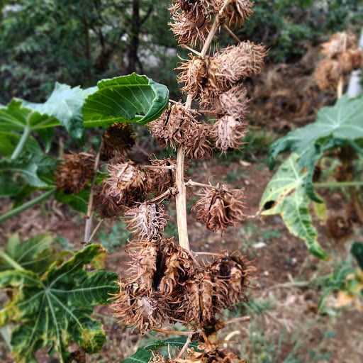 Castor-Fruit-HerbalArcade