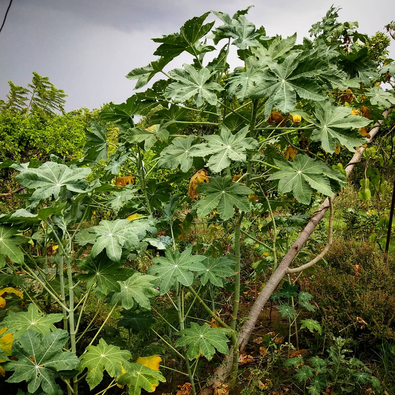 Eranda Castor Oil Plant Ricinus Communius Introduction 