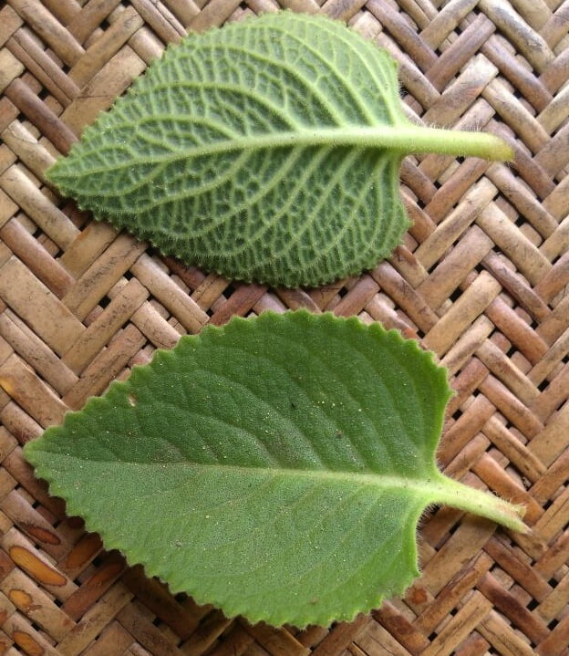 Plectranthus amboinicus (1)