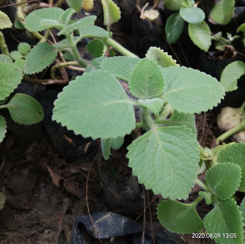 Ajwayan (Trachyspermum ammi) (अजवायन)