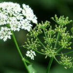 Ajwain (Trachyspermum ammi) (अजवायन) | Introduction | Medicinal Benefits | Usage | Common Names | Gallery