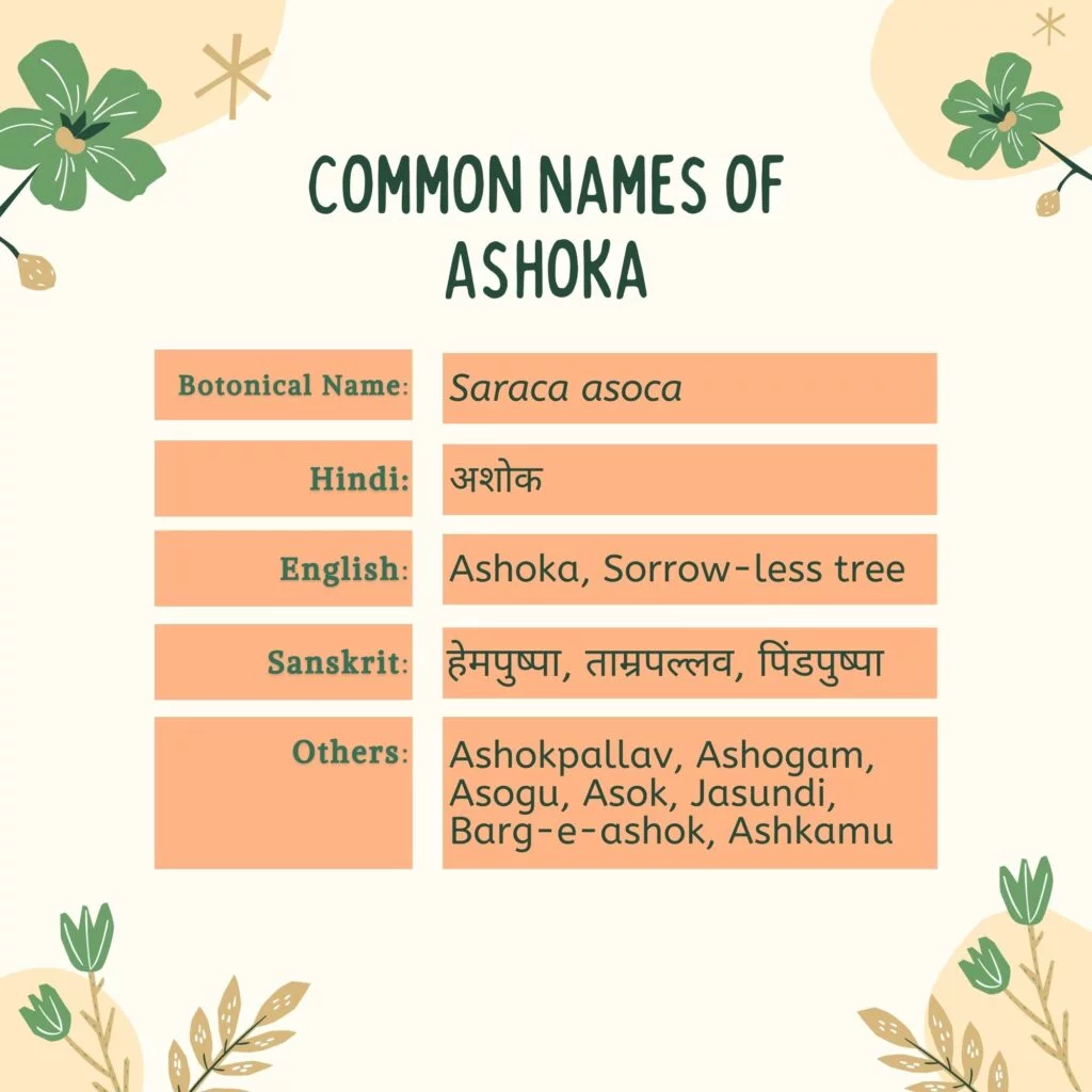 Common Names of Ashoka (Saraca asoca)