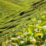 Tea Story from Fields to Morning Cup | Tea Benefit (s)