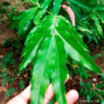 Ashoka (Saraca asoca) (अशोक) | Introduction | Common Names | Benefits | Usages | Gallery