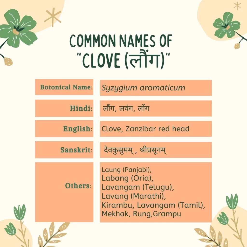  Common Names of Clove ( Syzygium aromaticum) Herbal Arcade