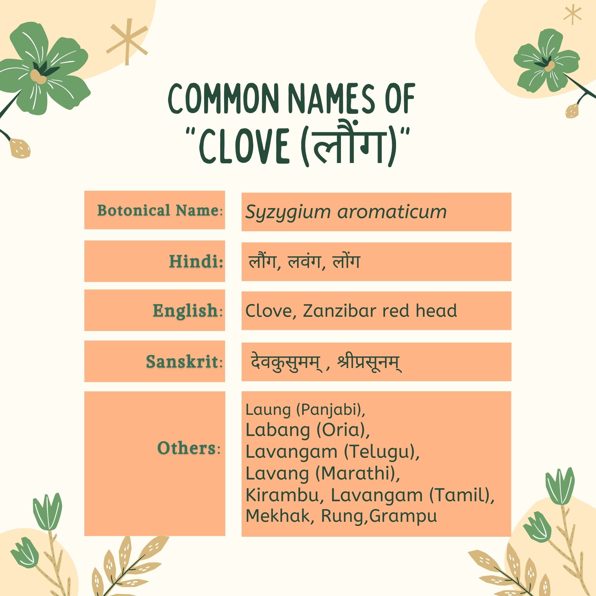 Clove ( Syzygium aromaticum) (लौंग) Introduction Common Names