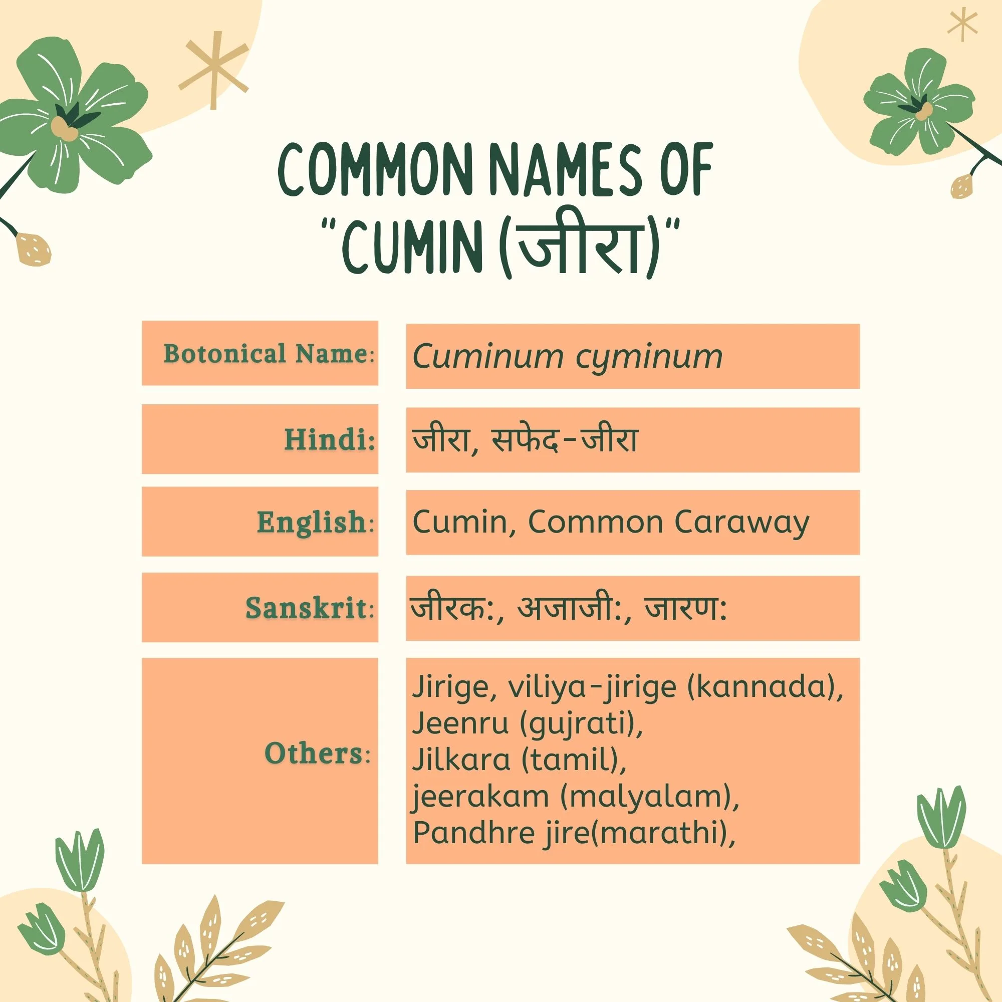 Jeera cumin Common Names | Herbal Arcade