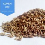Cumin (जीरा): 23 Amazing Benefits| (Cuminum cyminum) | Intro| Usages