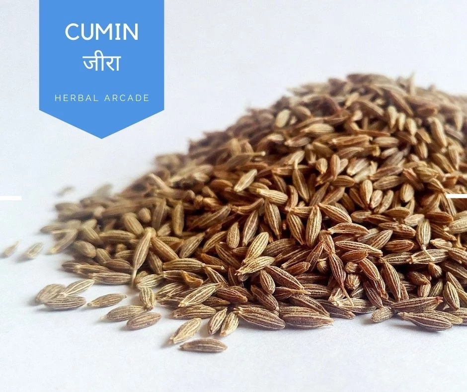 Cumin (Jeera) | Herbal Arcade