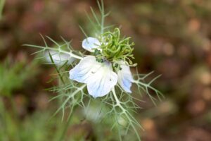 Cumin (जीरा) Flower | Herbal Arcade