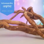 Ashwagandha (Withania somnifera) (अश्वगंधा)| Introduction | Common Names | Usages | Gallery