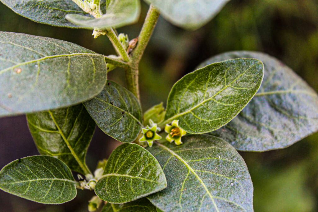 Ashwagandha flowers and leaf (Withania somnifera) Herbal Arcade