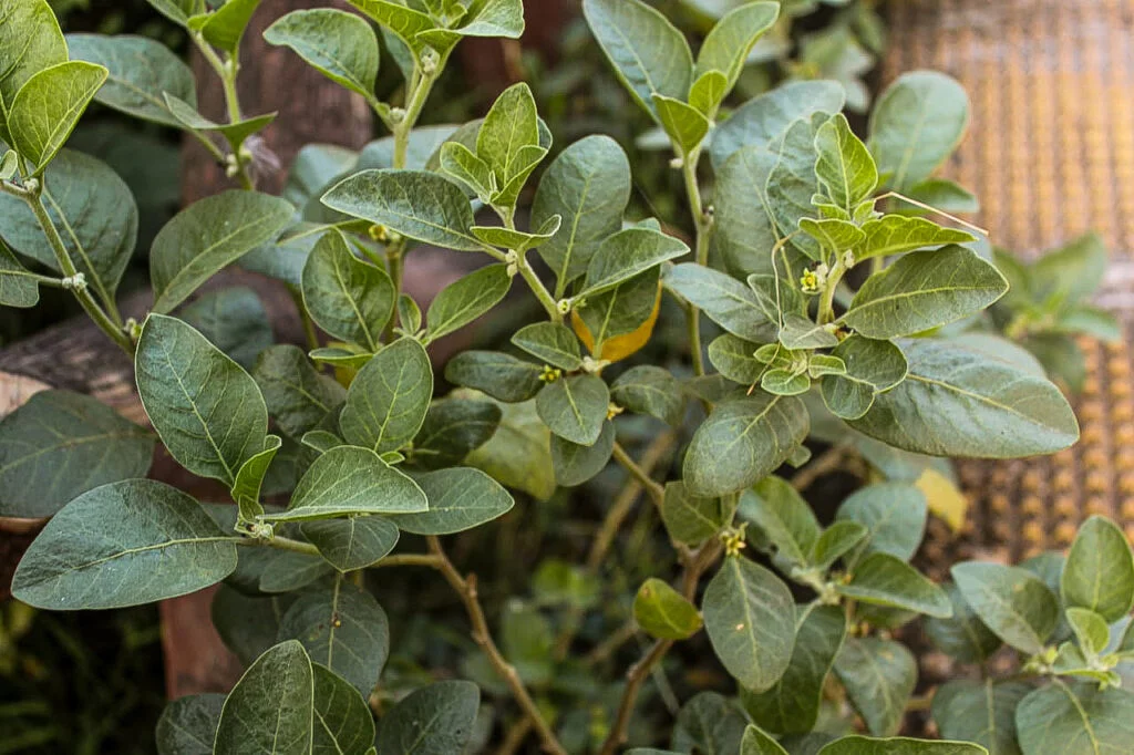 Ashwagandha plant(Withania somnifera) Herbal Arcade