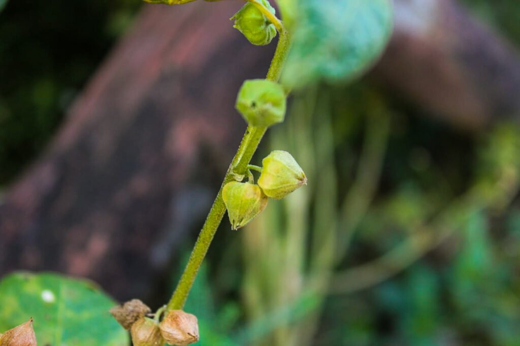 Ashwagandha(Withania somnifera) Herbal Arcade