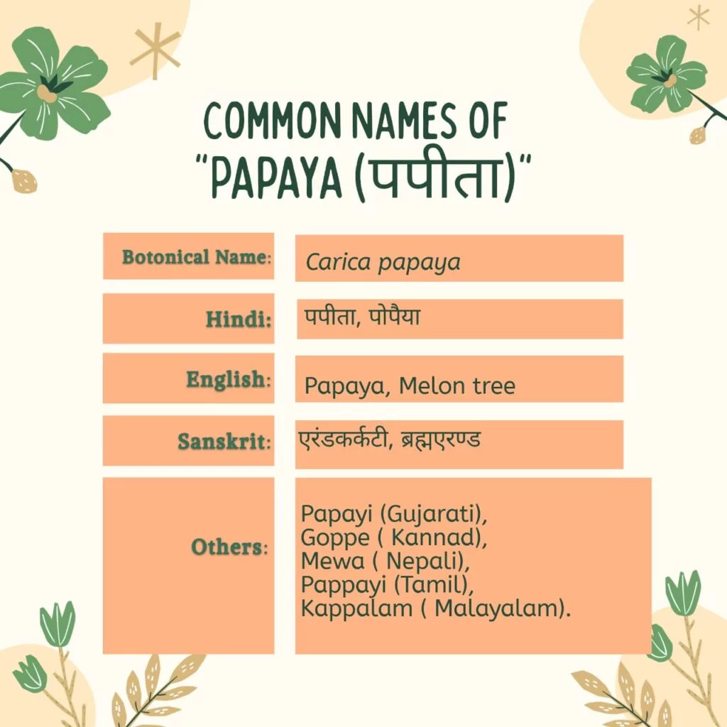 papaya (पपीता) common names Herbal Arcade