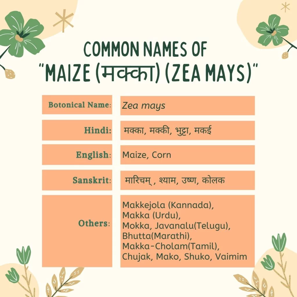 Common Names of maize, Corn (Herbal Arcade)