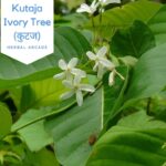 kutaja (Holarrhena antidysenterica):  Intro | Benefits | Usages