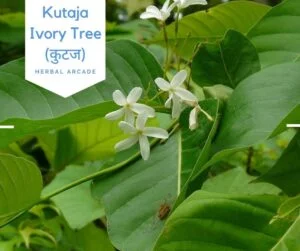 Kutaj
