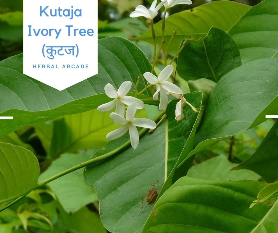 Kutaj