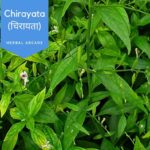Chirayata (Swertia chirayita) (चिरायता) |Benefits |