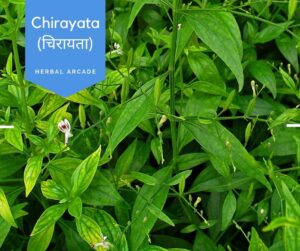 chirayata