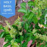 Holy basil (Tulsi) (Ocimum sanctum L.): 25 benefits | Intro & Usages
