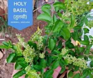 tulsi (Holy basil) Herbal Arcade