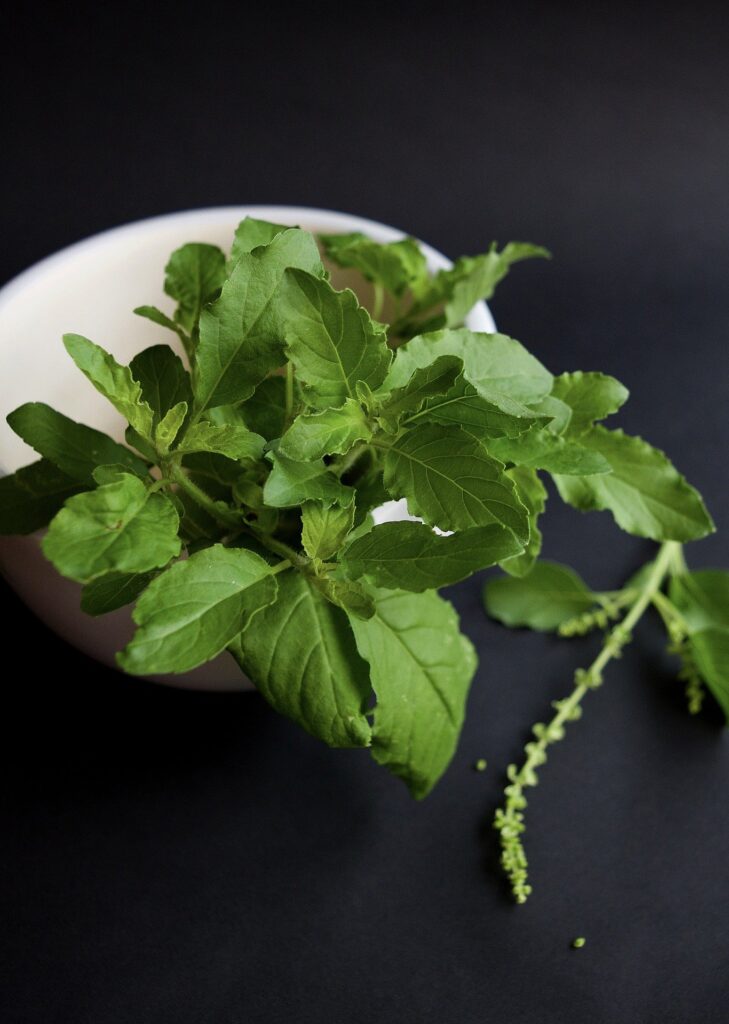 Holy basil (Tulsi) benefits herbal arcade