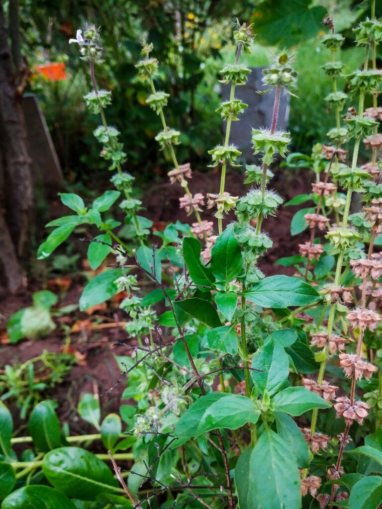 Holy basil Herbal Arcade