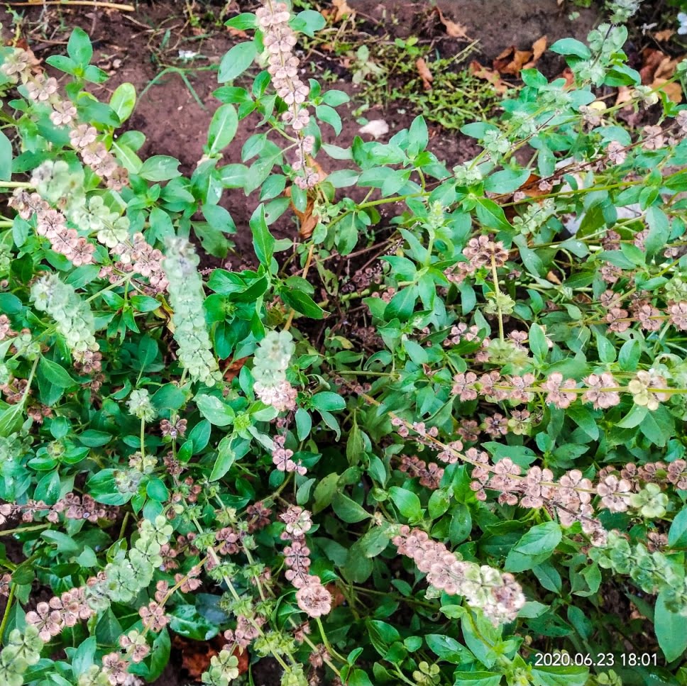 Holy Basil (Tulsi) Herbal Arcade