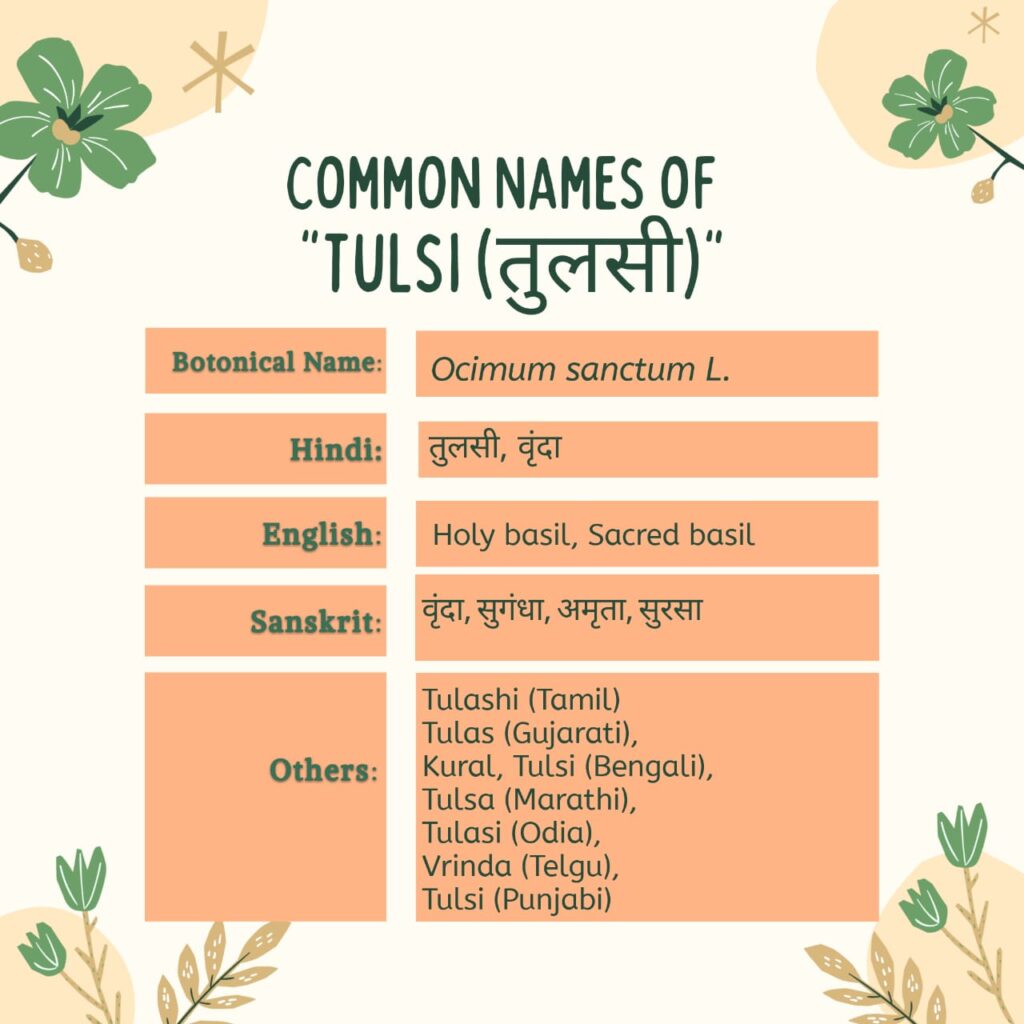 Common Names of Tulsi | Herbal Arcade