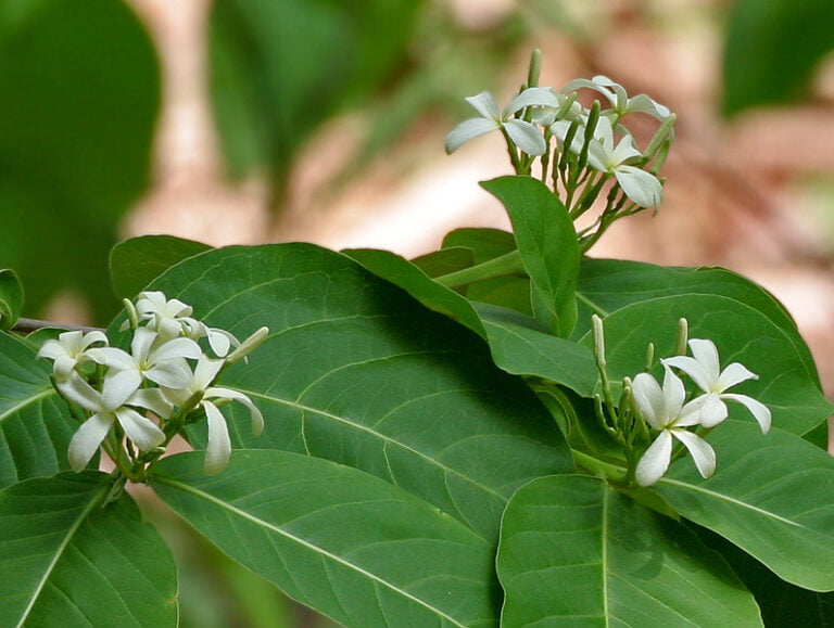 kutaja (Holarrhena antidysenterica): Intro | Benefits | Usages — Herbal ...