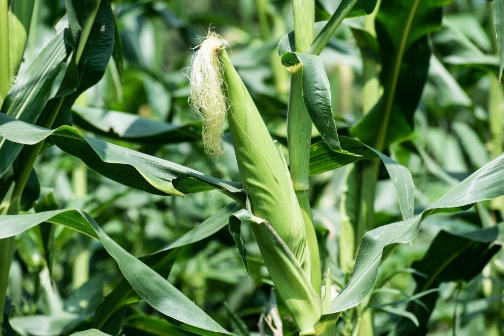 Health benefits of maize(मक्का), Corn (Herbal Arcade)