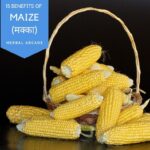15 Surprising Health Benefits of Maize (मक्का) (Zea mays) | Introduction | Common Names | Usages | Gallery
